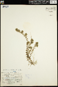 Elodea canadensis image