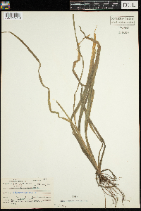 Vallisneria americana image