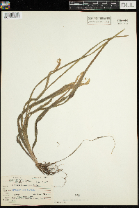 Vallisneria americana image