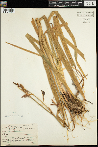 Iris versicolor image