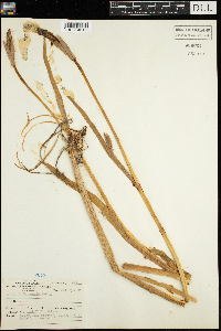 Iris versicolor image
