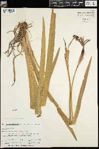 Iris versicolor image