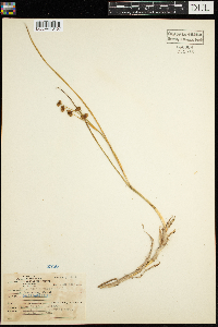 Scheuchzeria palustris image