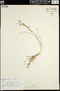 Scheuchzeria palustris image