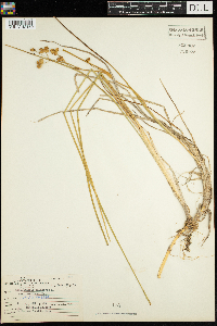 Scheuchzeria palustris image