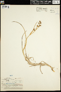 Scheuchzeria palustris image