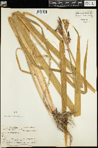 Iris versicolor image
