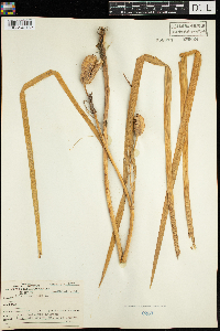 Iris versicolor image