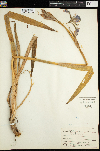 Iris versicolor image