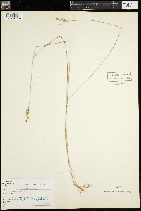 Juncus vaseyi image