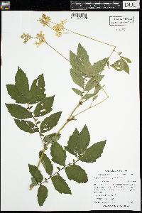 Filipendula ulmaria image