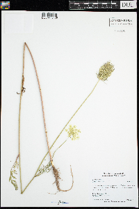 Daucus carota image