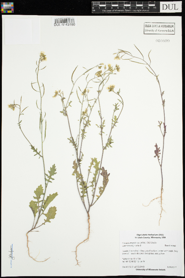 Erucastrum gallicum image