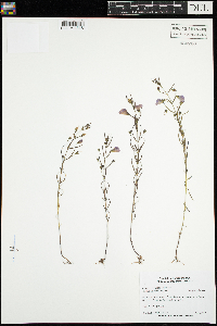 Agalinis tenuifolia image