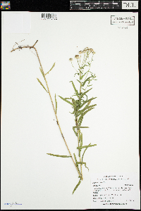 Achillea ptarmica image