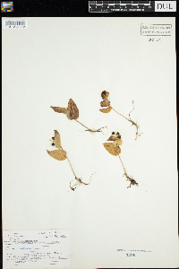 Maianthemum canadense image