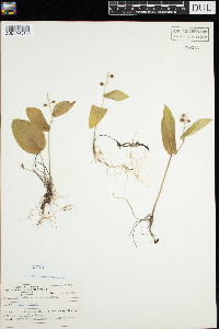 Maianthemum canadense image