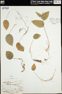 Maianthemum canadense image