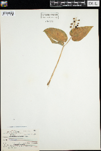 Maianthemum canadense image
