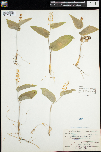 Maianthemum canadense image