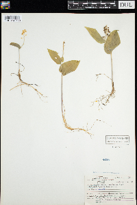 Maianthemum canadense image