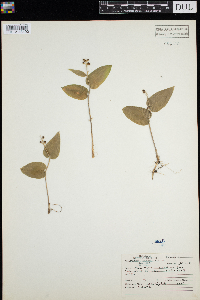 Maianthemum canadense image