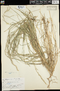 thumbnail image of current specimen