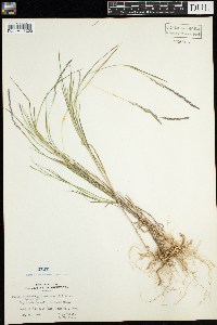 Muhlenbergia mexicana image