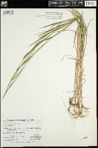 Muhlenbergia mexicana image