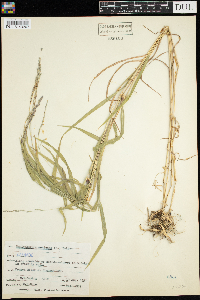 Muhlenbergia mexicana image