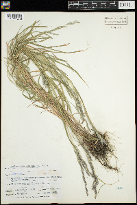 Muhlenbergia mexicana image