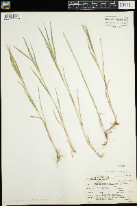 Muhlenbergia mexicana image