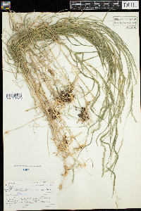 Muhlenbergia mexicana image
