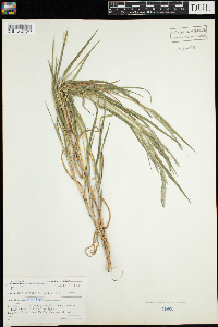 Muhlenbergia mexicana image