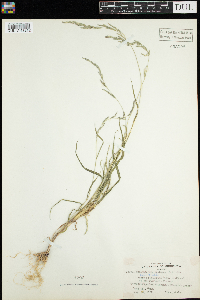 Muhlenbergia mexicana image