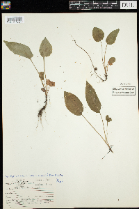 Symphyotrichum ciliatum image