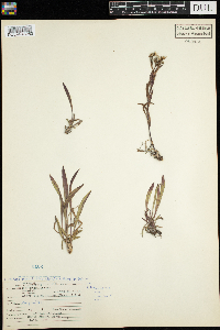 Solidago ptarmicoides image