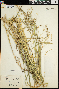 Glyceria canadensis image