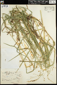 Glyceria canadensis image