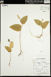 Maianthemum canadense image