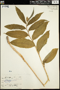 Maianthemum racemosum image