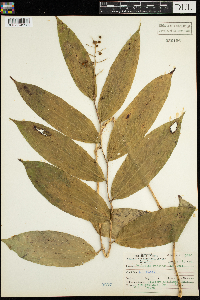 Maianthemum racemosum image