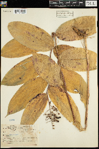 Maianthemum racemosum image