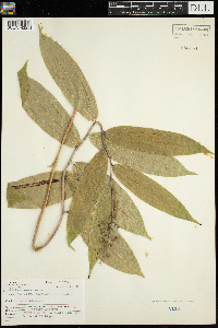 Maianthemum racemosum image