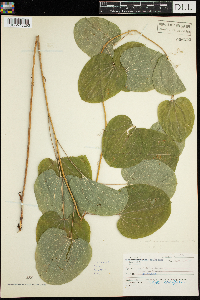 Smilax herbacea image