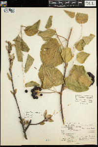 Smilax herbacea image