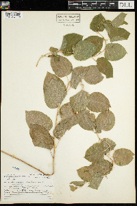 Smilax herbacea image