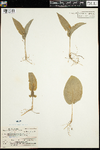 Maianthemum canadense image