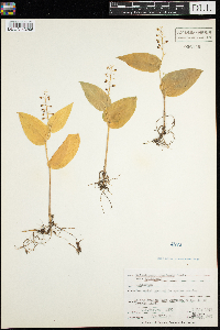 Media resource of Maianthemum canadense