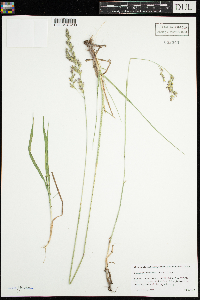 Schedonorus arundinaceus image